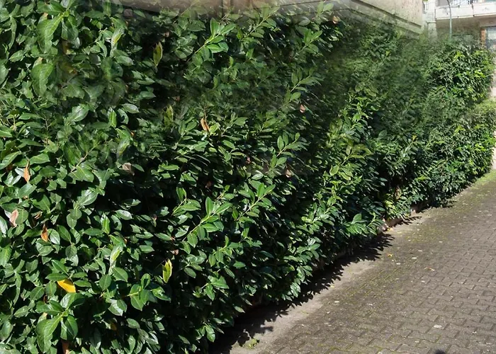 Domus Vivendi Free Parking Dom wakacyjny